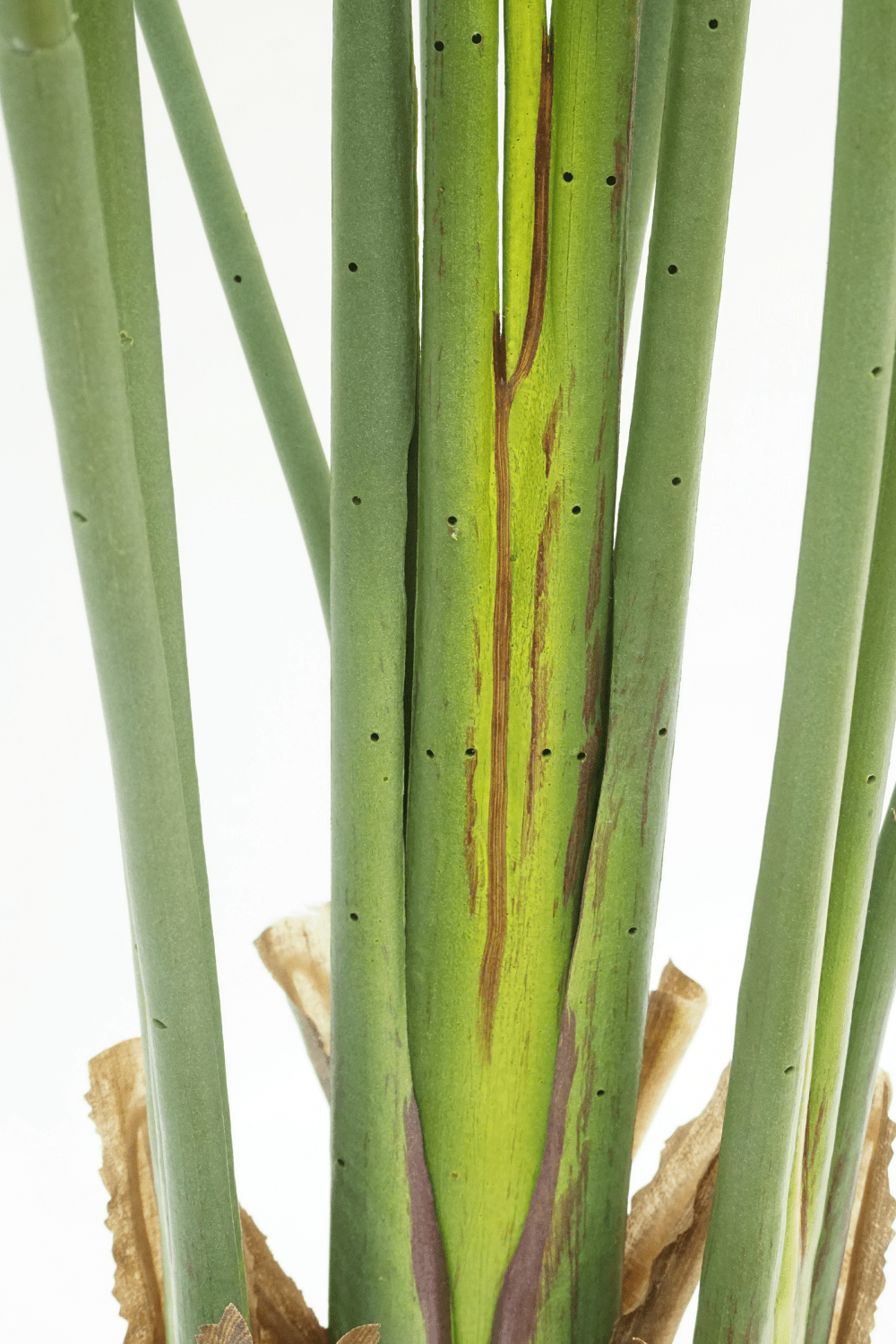 Roślina sztuczna Strelicja 160 cm