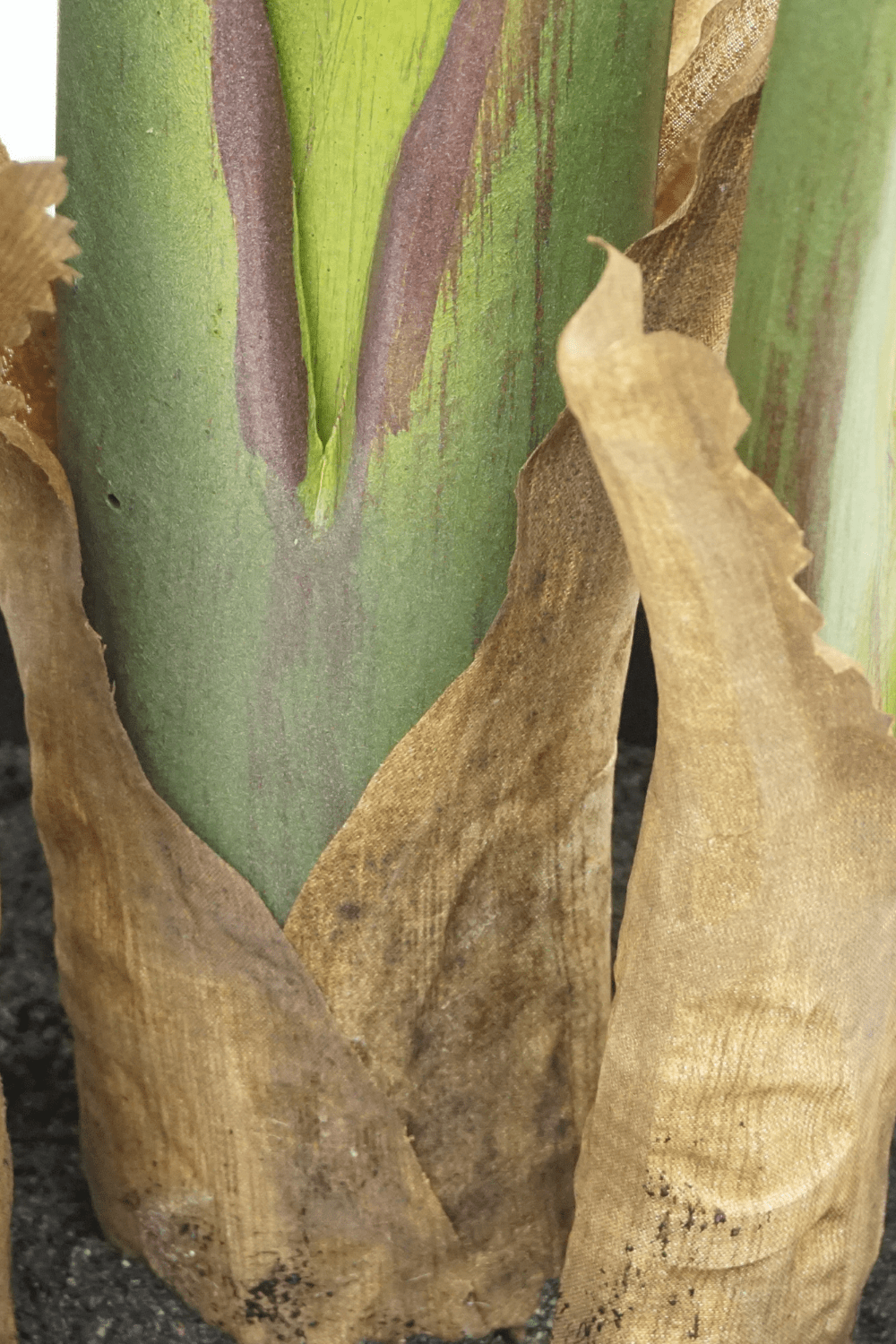 Roślina sztuczna Strelicja 160 cm